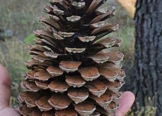 Продаю участок, 6 сот., деревня Яшь Кеч, Садовая улица, 20А