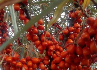 Продается дача, 20 м2, Сарапул, площадь 200 лет Сарапулу