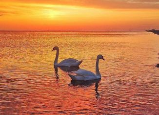 Продаю земельный участок, 75 сот., поселок городского типа Новофёдоровка