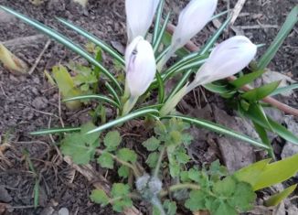 Участок на продажу, 6 сот., деревня Яшь Кеч, Садовая улица, 20А