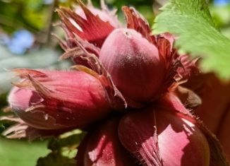 Дача на продажу, 36 м2, деревня Полушкино, станция Полушкино, 17