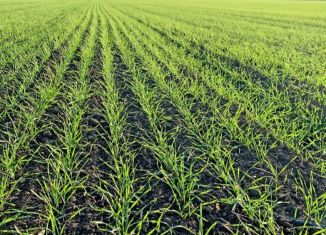 Продам земельный участок, 3000 сот., село Денисовка, Восточная улица