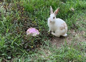 Продажа земельного участка, 800 сот., село Старые-Атаги, Бригадная улица