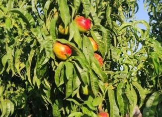 Продаю участок, 15 сот., село Тутовка, улица Яшлык, 9