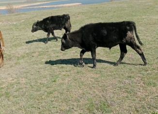 Продажа помещения свободного назначения, 4.4 м2, Ставропольский край, Советская улица, 600