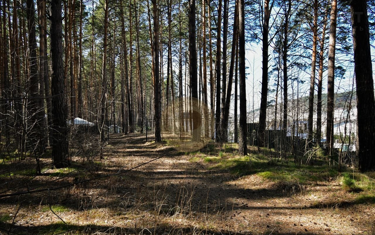 Улица лесная красноярск. Красноярский лес Калининградская область. Лесной Красноярск. Лагерь тёмный лес в Красноярске. Премьер лес Красноярск.